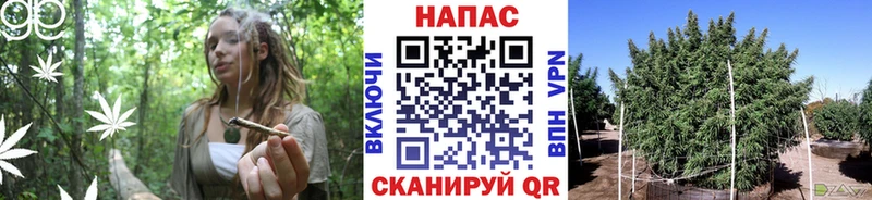 наркотики  Ивангород  Марихуана семена 